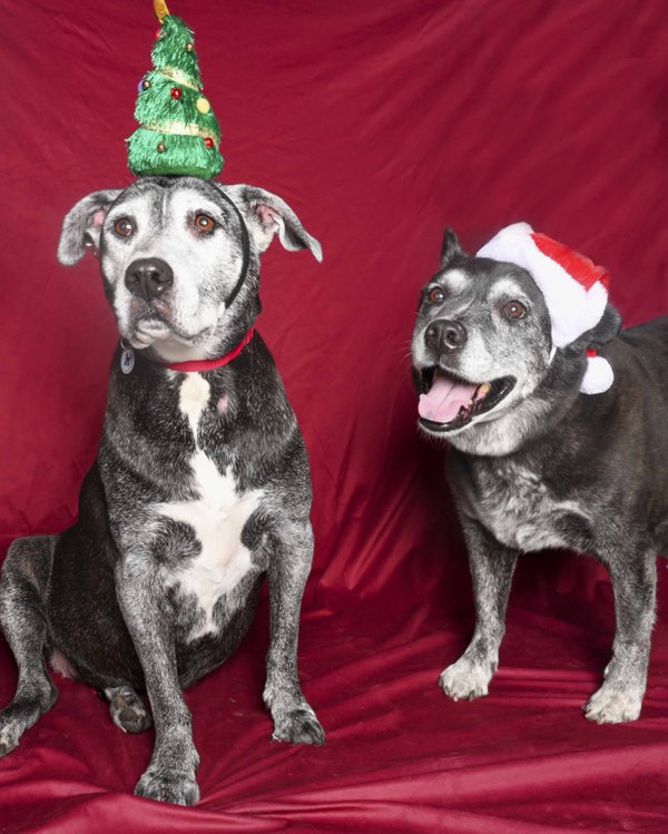 Bonded seniors Sophie and Joey are getting into the “pawliday” spirit while seeking a new family.Courtesy DeSilva Studios.jpg