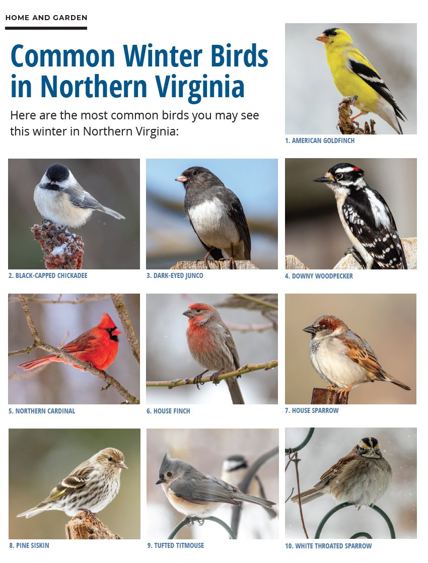 birds-northern-virginia-winter.png
