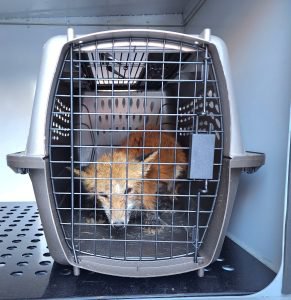 fox in kennel Animal Welfare League of Alexandria.jpg