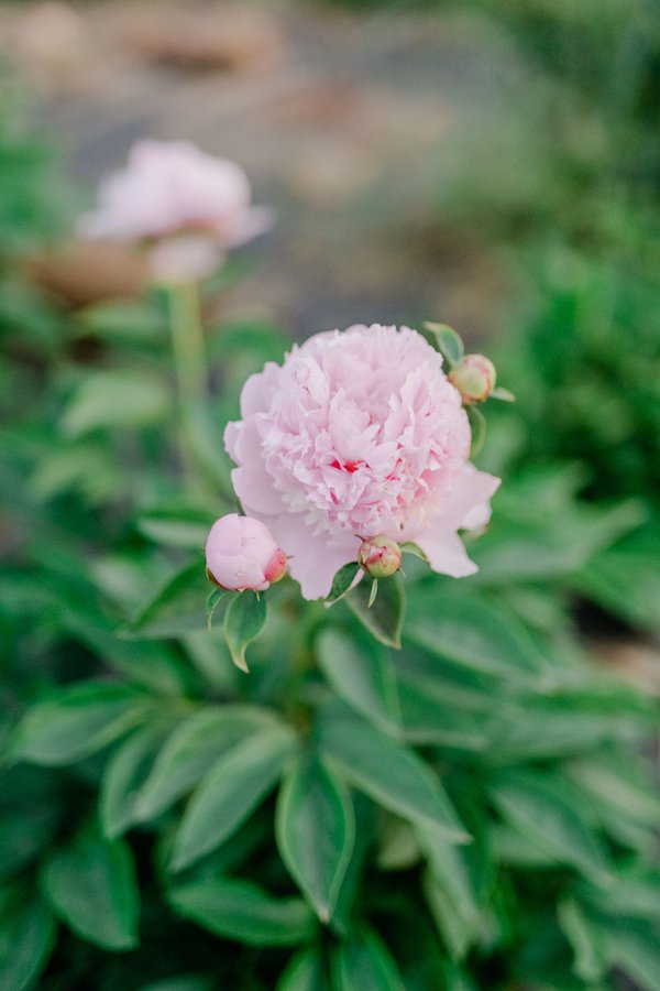 Peony Days in Waterford.jpeg