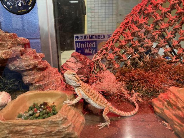 Bearded dragon outlet snacks