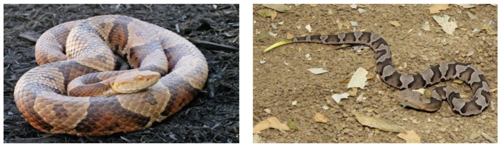 eastern-copperhead-Virginia Herpetological Society.png