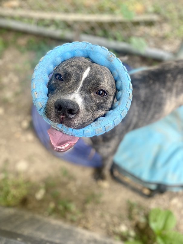 Swimming noodle top dog collar