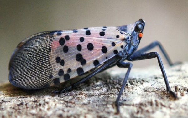 spotted-lanternfly-pa-dept-of-agriculture.png