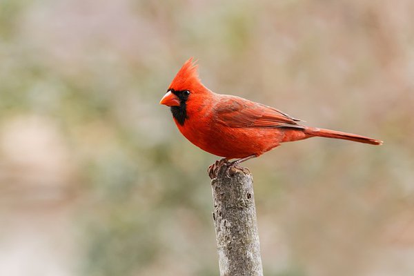 red-bird-5919809_640.jpg