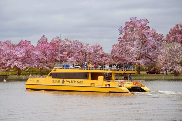 Water-Taxi-Cherry-Blossom-CREDIT-City-Cruises-Anchored-by-Hornblower-720x479-65da079a-7f6b-4a97-930a-2bc5ba5b2147.jpg
