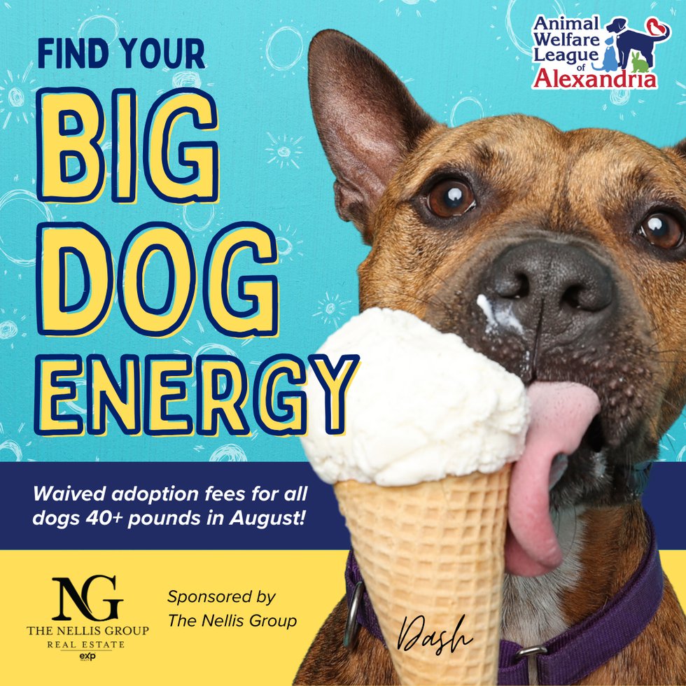 Big Dog Energy Adoption Event - 1