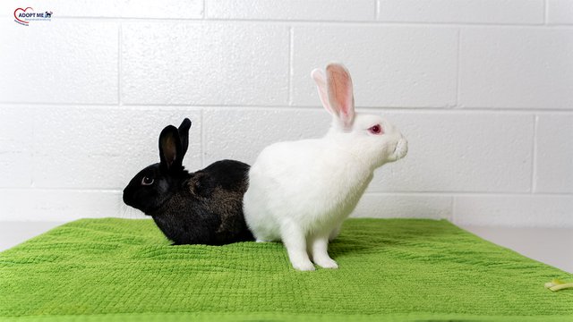 Clover&Bigwig_Rabbit_AWLA_06162024_LS_1.jpg