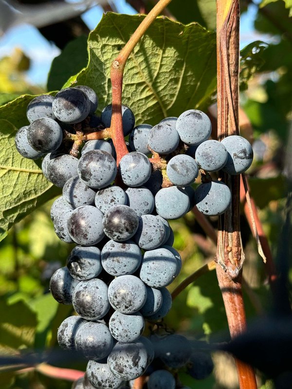 Norton Grapes 1.jpg