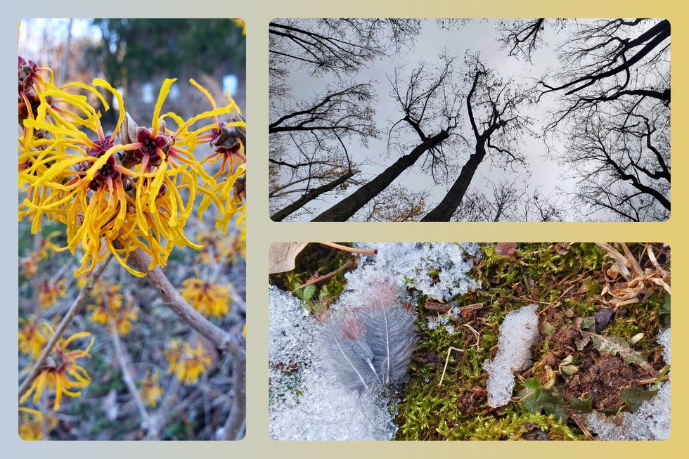 Winter-Solstice-Forest-Bathing_WBP_Program-Collage_Ilana-Rubin_Kindred-Nature_sm.png