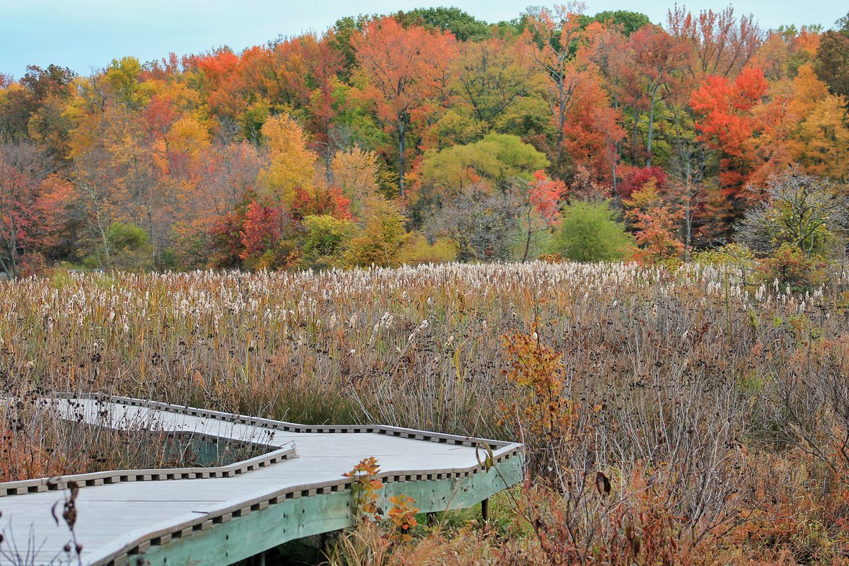 Skyline Drive Foliage Report Fall Foliage In Northern Virginia Predicted To Peak In The Next Two Weeks -  Alexandria Living Magazine