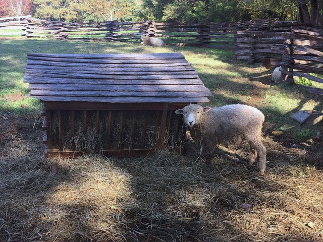 8-williamsburg-sheep.JPG
