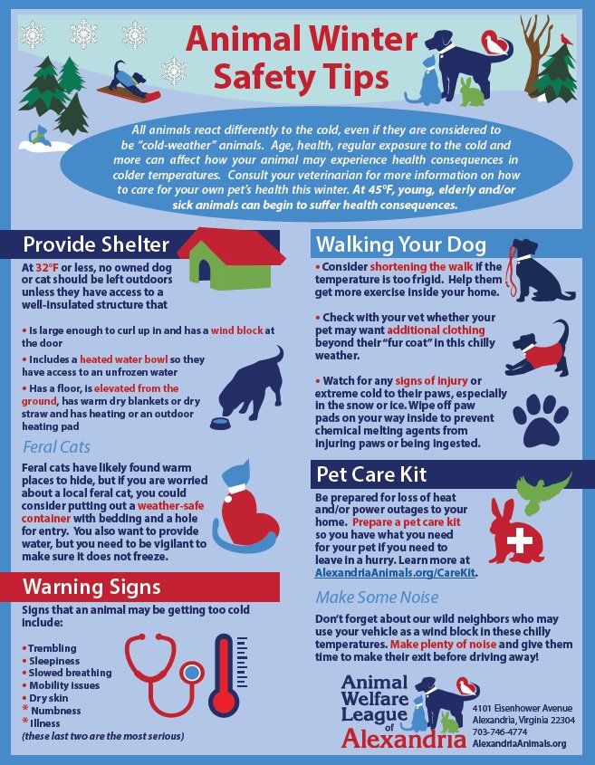 Keeping Your Pets Warm and Safe in the Winter Months - Alexandria Living  Magazine