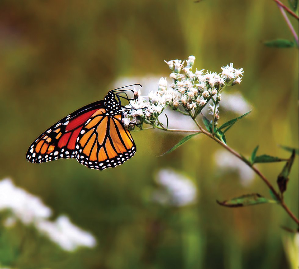 How to Attract Butterflies to Your Garden - Alexandria Living Magazine