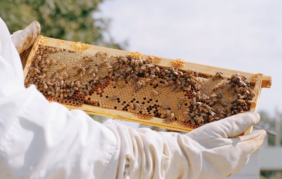 backyard-beekeeping.png