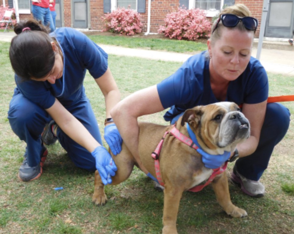 An Alexandria bulldog receives a free rabies vaccination