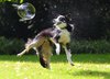 dog-bubbles