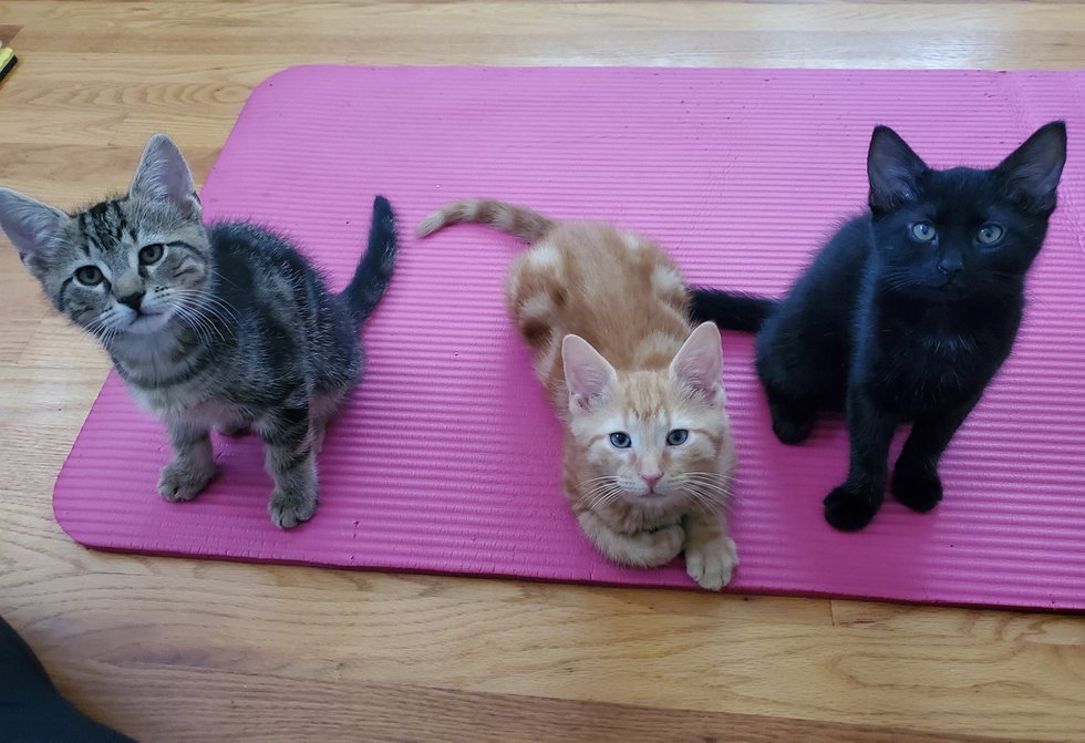 kitten yoga.jpg