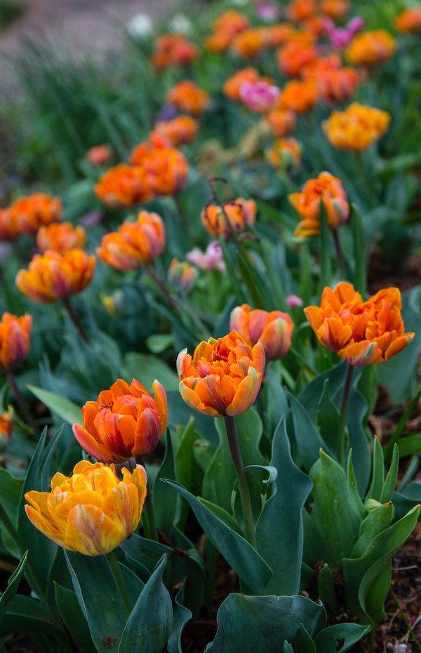 orange tulips.jpg