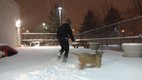 Demetrius Jackson gives a dog from a South Korean meat farm his first chance to play in the snow.jpg