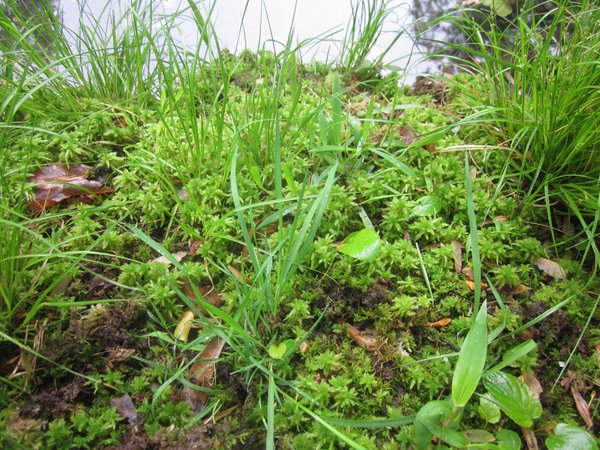 Beatley Bog with Sphagnum moss-RHS.jpeg