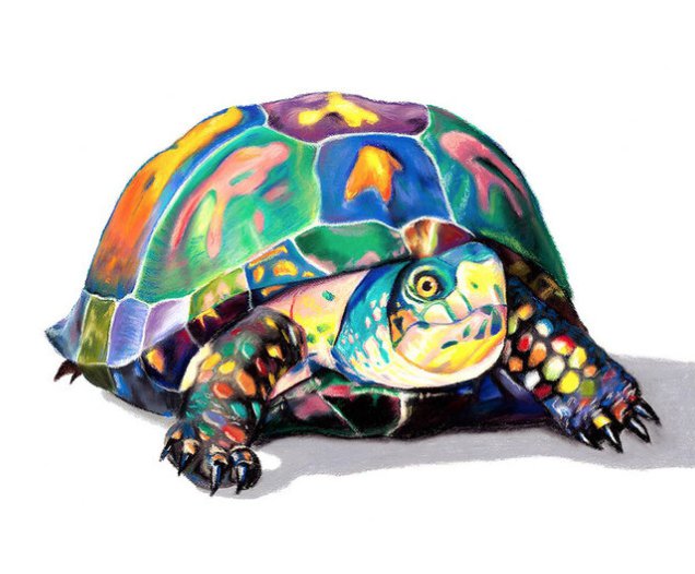 candy turtle.png