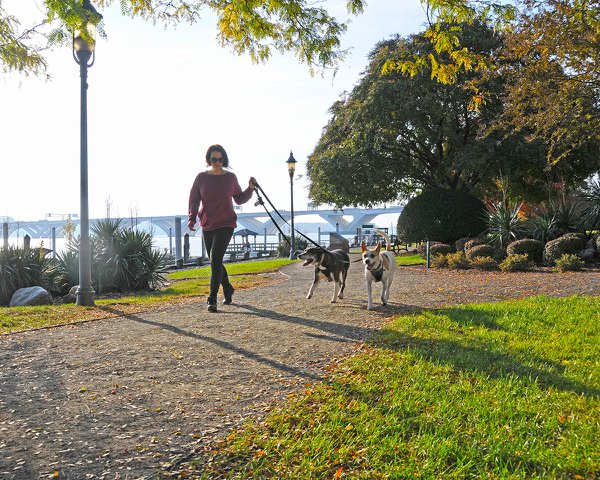Alexandria named a Better City for Pets.Photo Courtesy of Alison Lane Photography.JPG