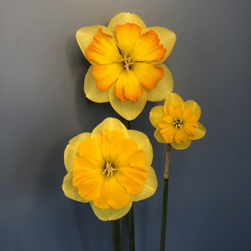 Washington Daffodil Show.jpg