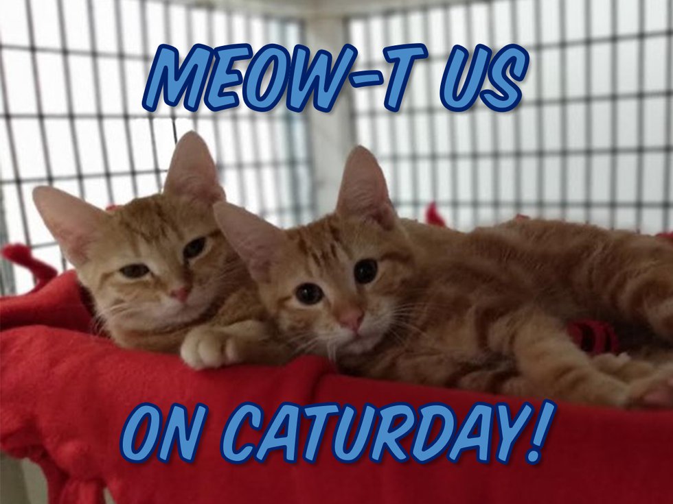 AWLA Caturday Event Graphic.png