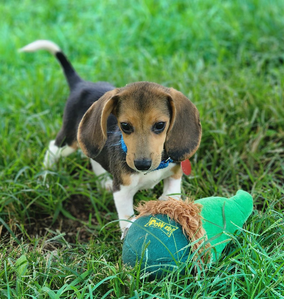 Beagle puppy Bixby loves the experience of playing with toys.Courtesy Animal Welfare League of Alexandria.jpg