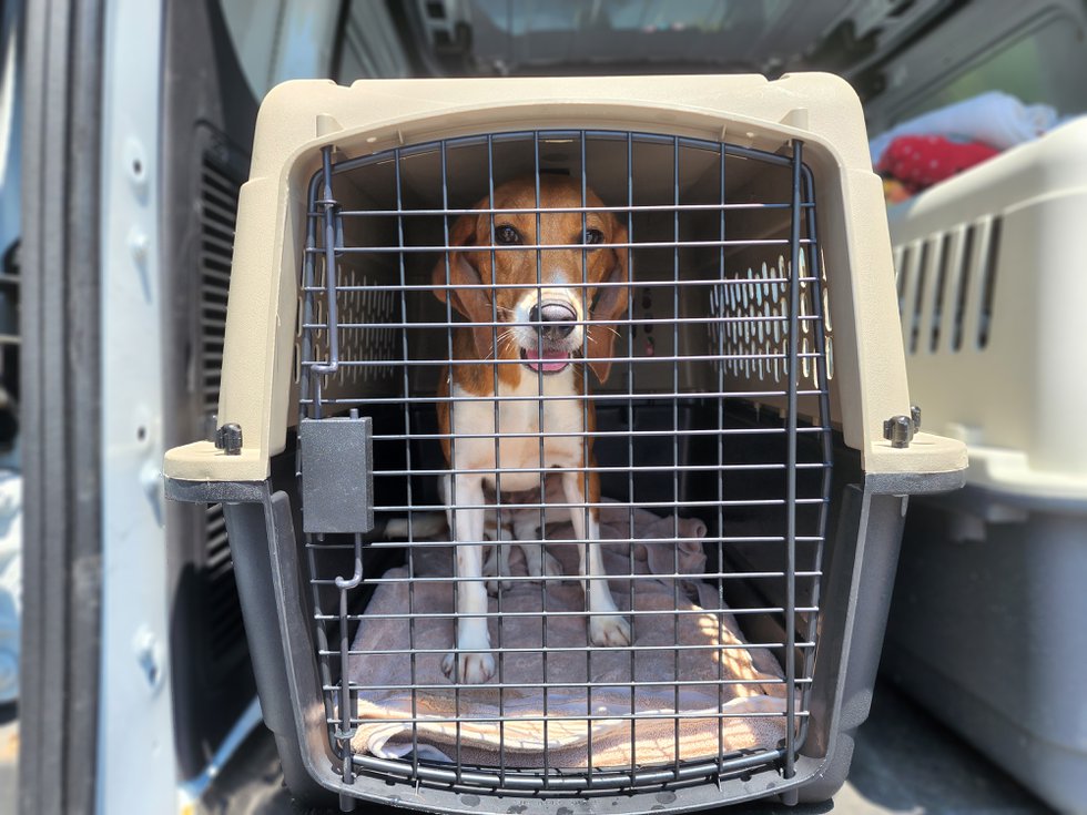 An adult beagle happy to be on her way to Alexandria.Courtesy Animal Welfare League of Alexandria.jpg