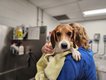 One beagle received his first bath after arriving at the AWLA.Courtesy Animal Welfare League of Alexandria.jpg
